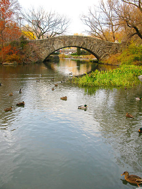 istock Central Park: Gapstow bridge, and its beautiful colors in Autumn 479054539