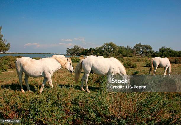 Camargan Horses Salin De Giraud Arles France Stock Photo - Download Image Now - Camargue, Retaining Wall, 2015
