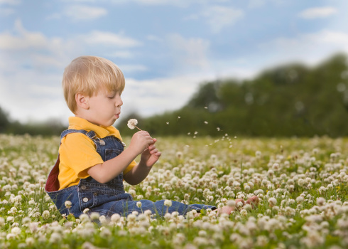 My little boy sitting in a field of clover blowing on 