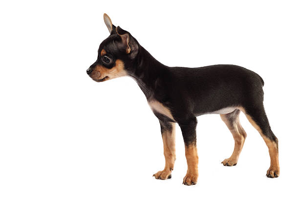 istock Toy-terrier puppy isolated on white background 479055443