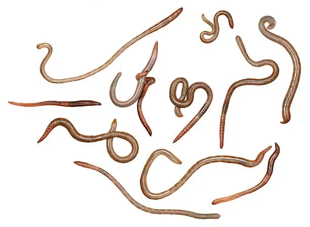 Photo of Earthworms