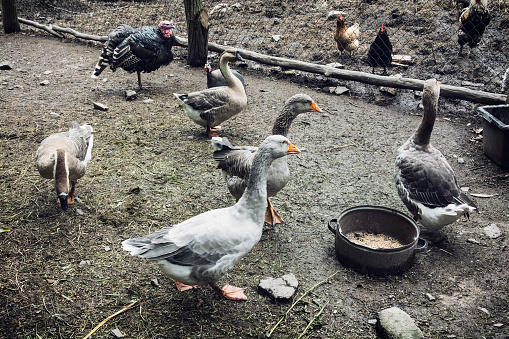 Geese, chickens and turkeys on the farm. Domestic animals.
