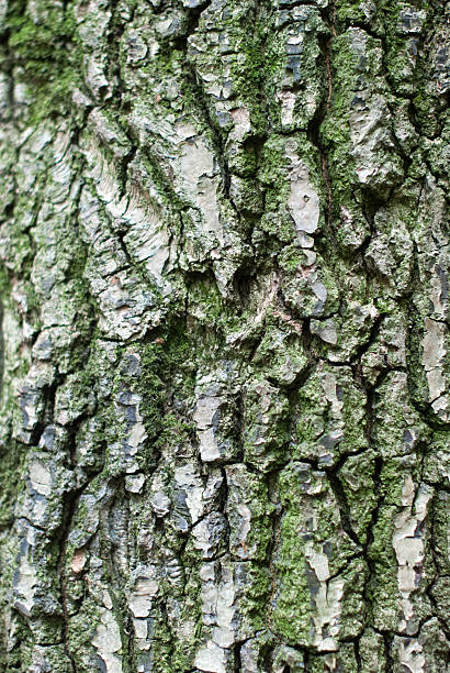istock Rough brown bark of the tree. 479058544