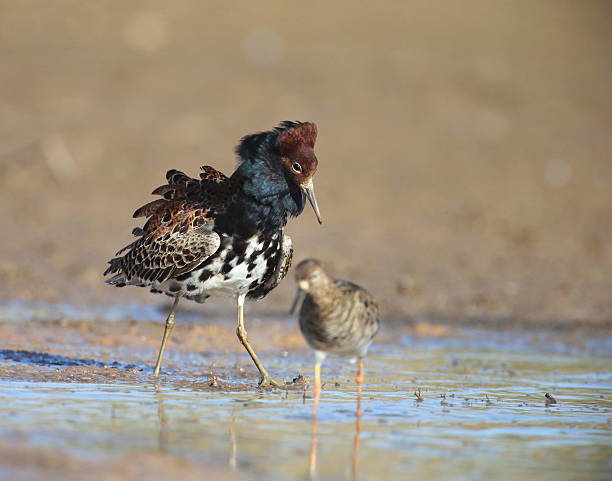 Ruff male and female Ruff, Philomachus pugnax, Lithuania, Ignalina district, 2013 Spring philomachus pugnax stock pictures, royalty-free photos & images