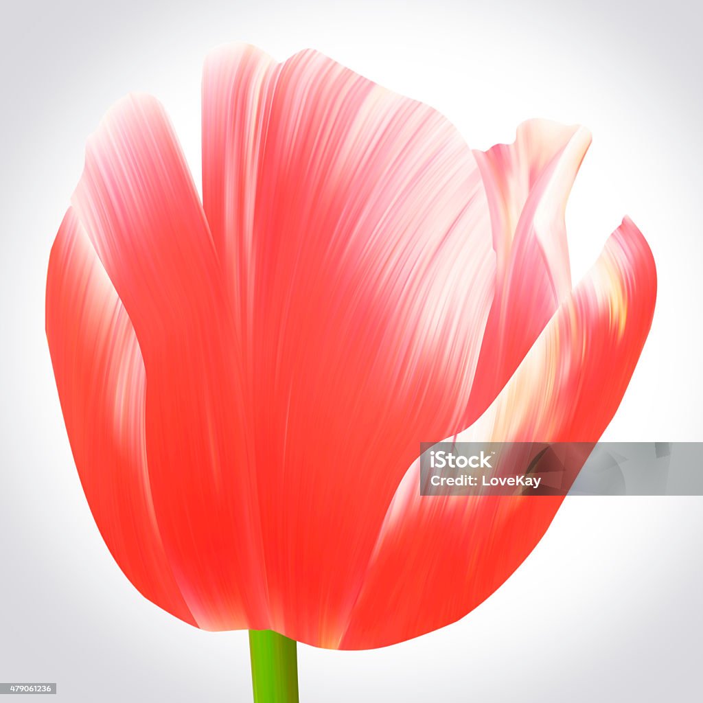 Red tulip illustration close-up on white backdrop for design Red tulip illustration close-up on white backdrop for design of posters, banner, birthday cards, greetings, cover, magazines and other. Unique style of flowers. Beauty and fresh collection of spring. 2015 Stock Photo