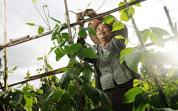 Asian grandmother pick vegetable