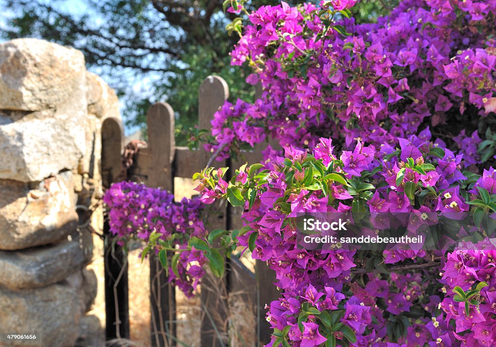 beautiful bougainvillea pink bougainvillea covering the stone wall of a garden with wooden fence 2015 Stock Photo