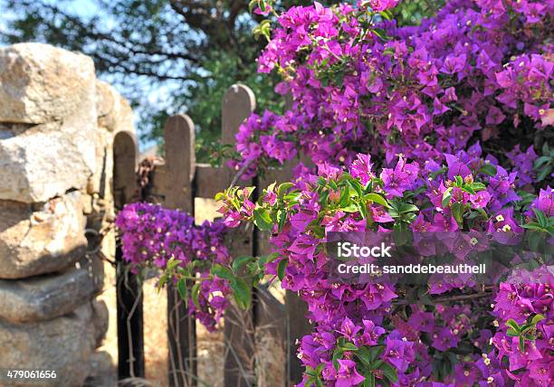 Beautiful Bougainvillea Stock Photo - Download Image Now - 2015, Backgrounds, Beauty In Nature