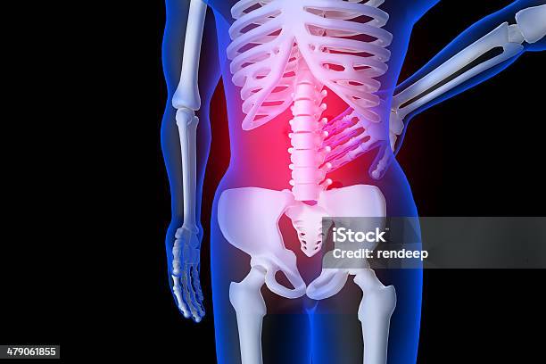 3 D Prestado Ilustración De Espalda Foto de stock y más banco de imágenes de Adulto - Adulto, Anatomía, Biología