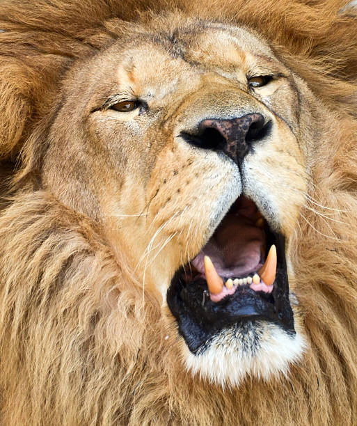 istock African lion roaring portrait 479063247