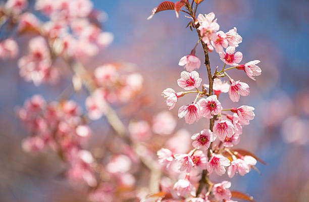 sakura blooming in the sunshine and blue sky stock photo