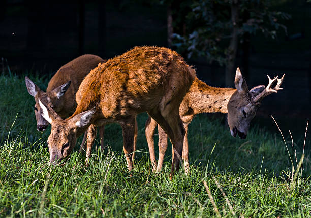 istock Roe deer, Aosta Valley, Western Alps, Italy 479063463