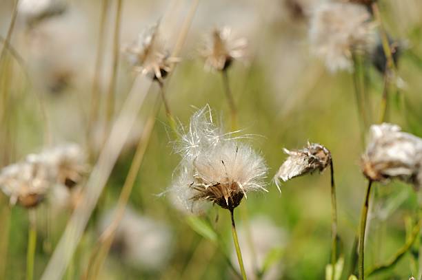 istock Fading Coltsfoot (Tussilago Farfara) Flowers in Autumn 479063901