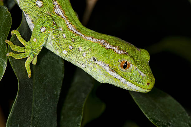 istock Portrait of a lizard 479063979