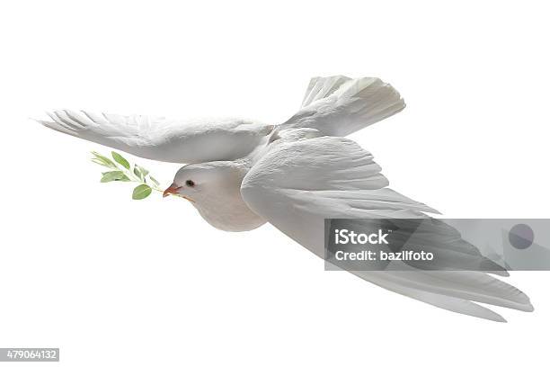 White Pigeon Stock Photo - Download Image Now - Dove - Bird, Pigeon, Symbols Of Peace