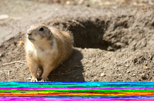 Black-tailed prairie dog pokes its head from a underground burrow