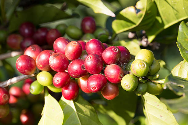 Coffee beans on trees stock photo