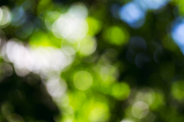 istock green bokeh foliage. natural background 479070198