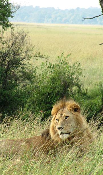 istock Lion - Savannah, Masai Mara National Reserve, Kenya 479070334