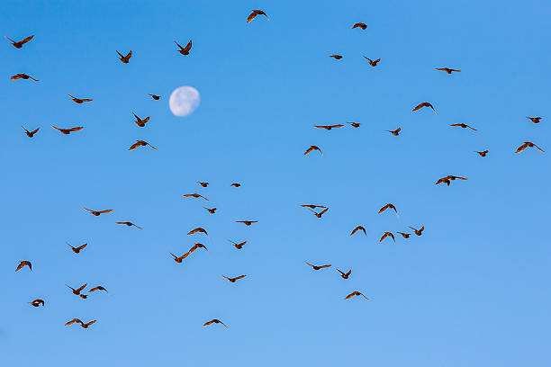 istock Flock of birds flying against moon. 479070399