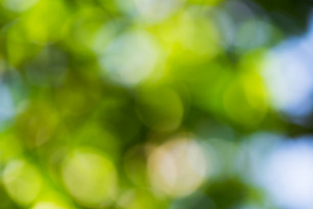 istock green bokeh foliage. natural background 479070438