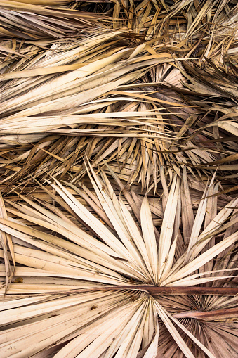 Palm fronds laid out to dry before being used to thatch local buildings, Vinales, Cuba.