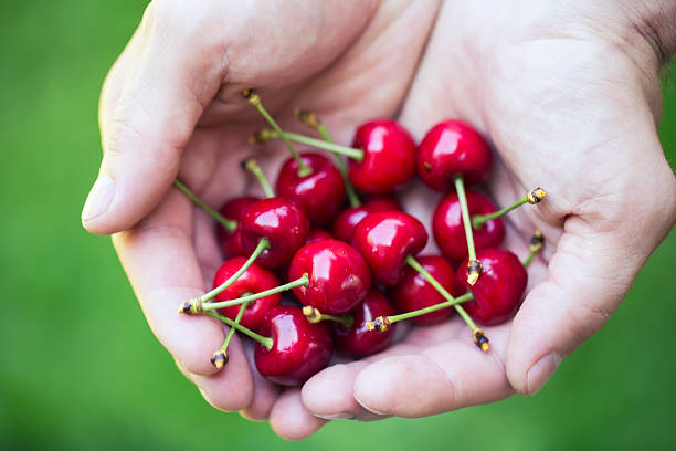 istock Men hands full of freshly sweet cherries 479073670