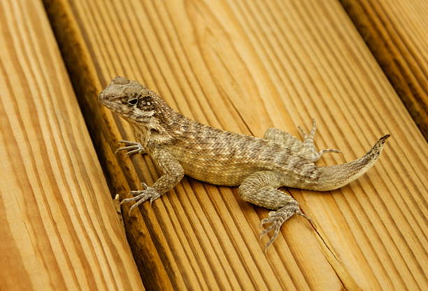 Curly Tailed Lizard Curly Tailed Lizard (Leiocephalus carinatus) resting on wooden plank. Photograph taken on Little Cayman. northern curly tailed lizard leiocephalus carinatus stock pictures, royalty-free photos & images