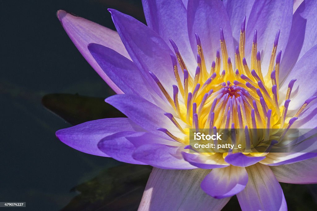 Linda em roxo - Foto de stock de Beleza natural - Natureza royalty-free