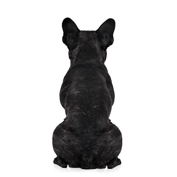 dog back torso french bulldog dog looking straight, from behind showing back and  rear torso , while sitting , isolated on white background animal ear stock pictures, royalty-free photos & images