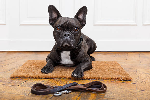 istock dog waiting for walk 479074500