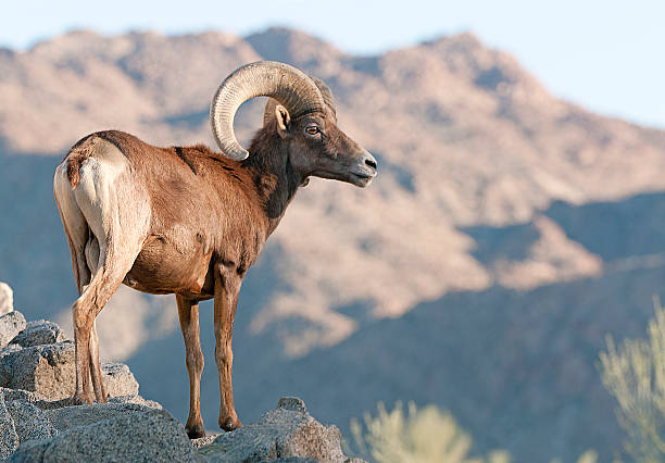 big-horn-schaf - bighorn sheep stock-fotos und bilder