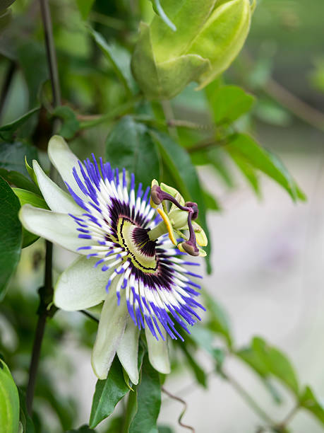 istock Unique passionflower in early summer 479076552