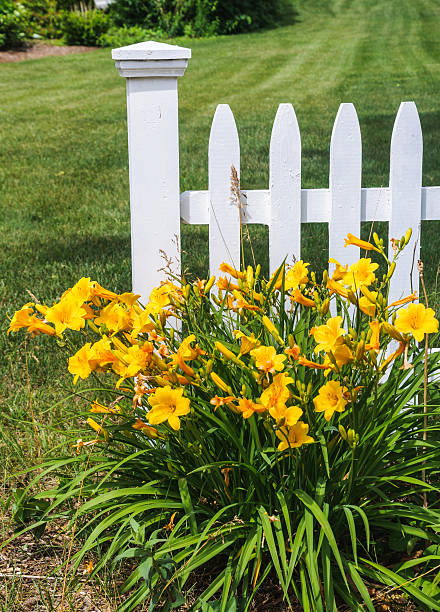 Golden Stella Daylily A group of bright yellow  Stella de Oro Daylily grows along a white picket fence on Cape Cod. day lily photos stock pictures, royalty-free photos & images