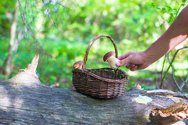 istock Wicker basket full of mushrooms in a forest 479077330