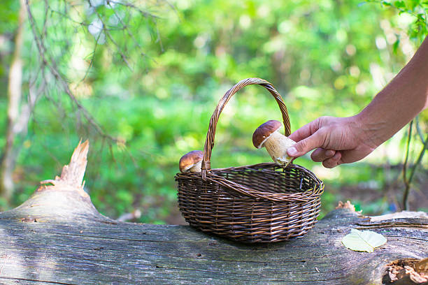 istock Wicker basket full of mushrooms in forest 479077332