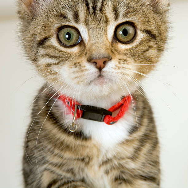 istock Cute wided eyed kitten looking at the camera 479078363