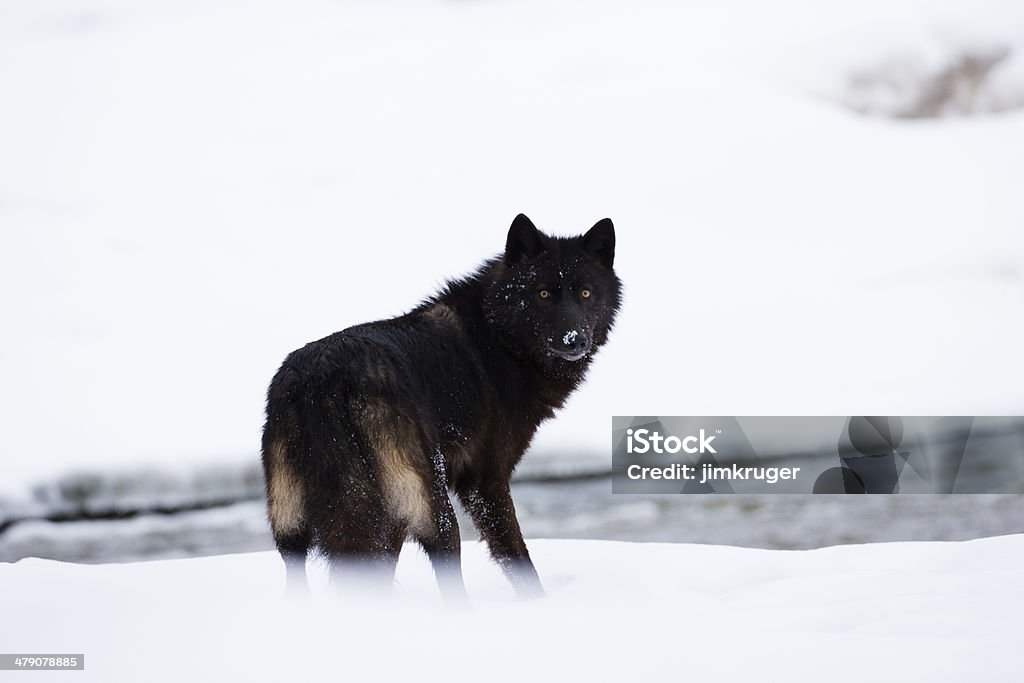 Loup foncé. - Photo de Loup libre de droits