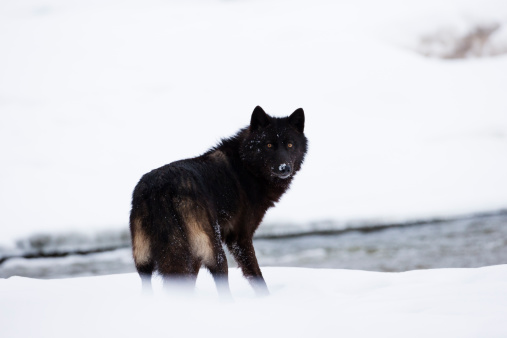 Dark wolf in winter setting of northern Minnesota. Dark wolves are more rare among gray wolves or timber wolves.