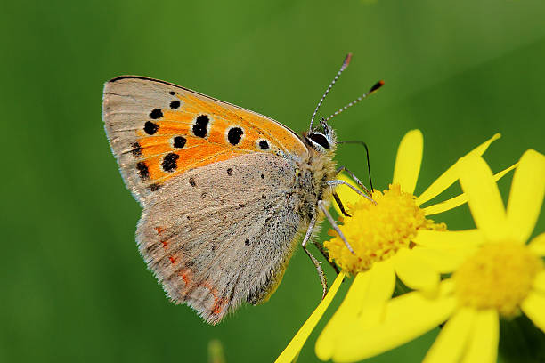 istock Butterfly - Small Copper (Lycaena phlaeas) on the meadow 479079738