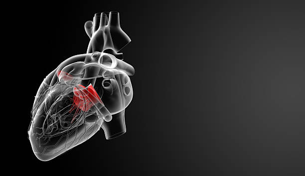 rendu 3d valvule cardiaque - valvule cardiaque photos et images de collection