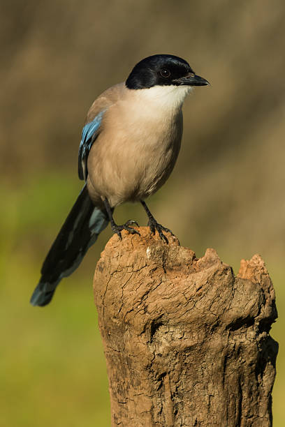 istock Cyanopica cyanus 479080627