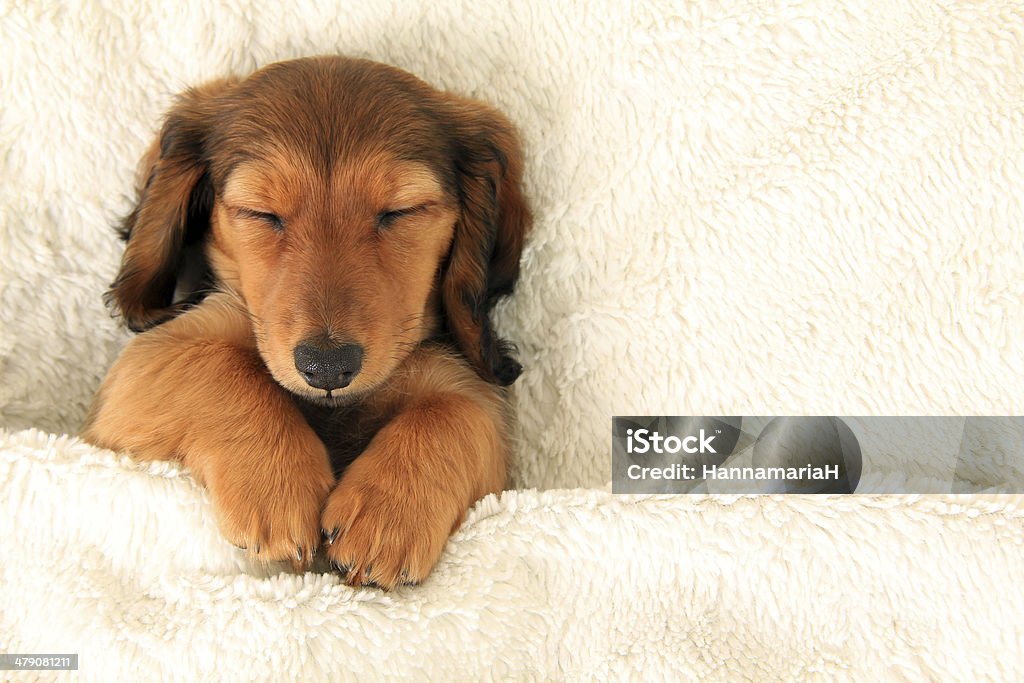 Dachshund puppy Longhair dachshund puppy asleep on a bed. Dog Stock Photo