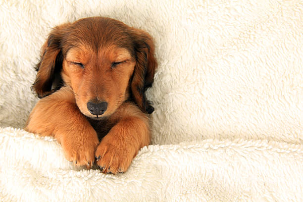 Dachshund puppy Longhair dachshund puppy asleep on a bed. hair length stock pictures, royalty-free photos & images