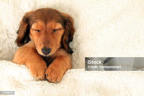 Dachshund Puppy Stock Photo - Download Image Now - Sleeping, Dog, Puppy