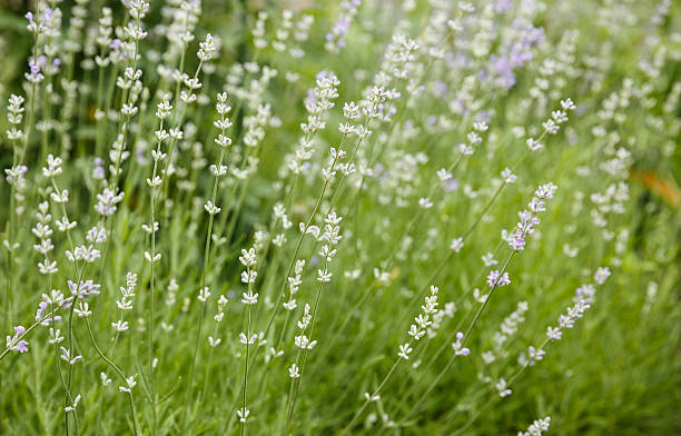 istock small blooming white flowers at the green grass 479081478