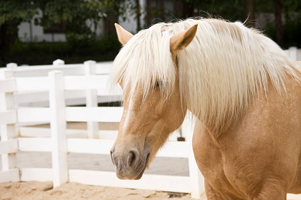 Won't you be my neigh-bor?