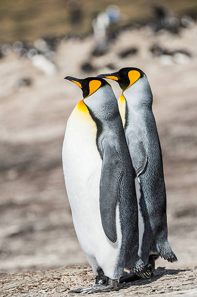 istock Penguins in Antarctica 479083958