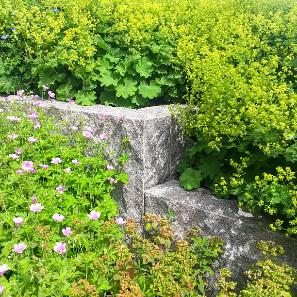 Alchemilla vulgaris and geranium