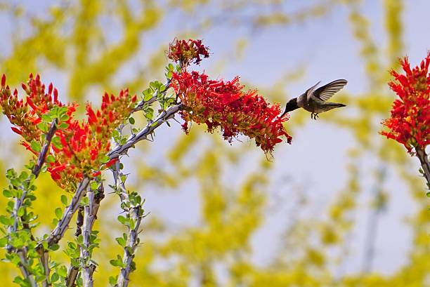 Hummingbird & Ocotillo Flower Hummingbird in front of an Ocotillo Flower ocotillo cactus stock pictures, royalty-free photos & images